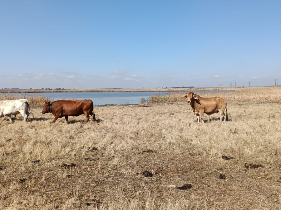 0 Bedroom Property for Sale in Heilbron Rural Free State